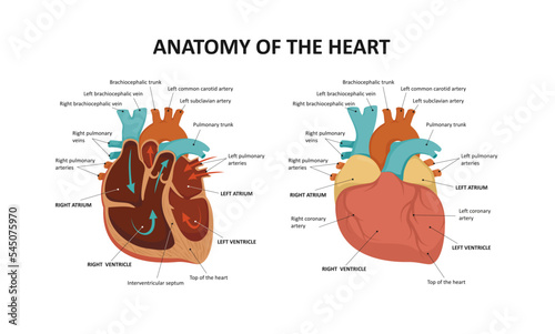 Human heart anatomy. Vector illustration photo