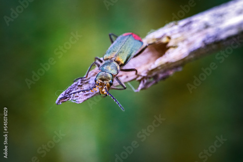 malachius bipustulatus, insect on a twig  photo