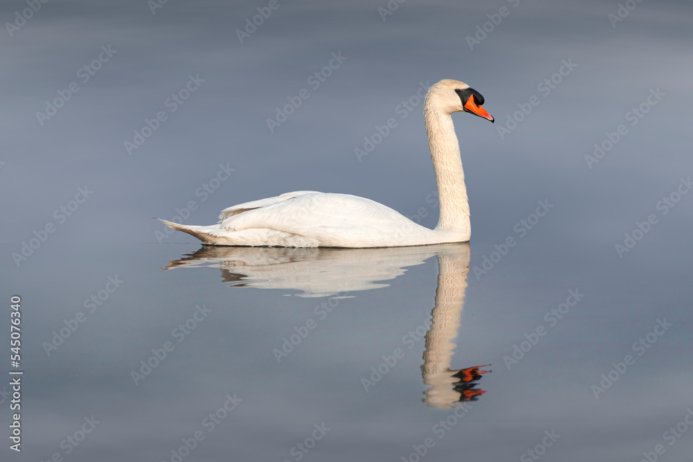 Fototapeta premium swan swimming on the water with reflection