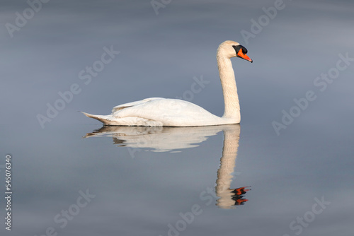 Fototapeta Naklejka Na Ścianę i Meble -  swan swimming  on the water with reflection