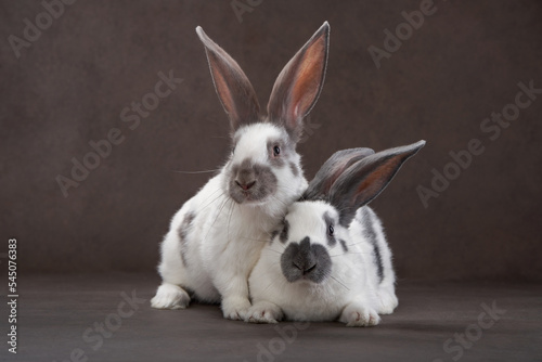 two cute rabbits on a brown background. holy easter, holiday, props