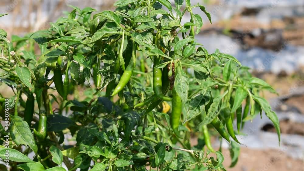 Chilli tree in the garden, Organic chillies vegetabal plantingin Chilli tree in the garden, Organic chillies vegetabal plantingin