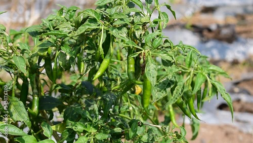Chilli tree in the garden, Organic chillies vegetabal plantingin  photo