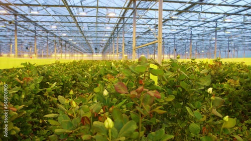 Production and cultivation flowers. Immense roses plantation.
