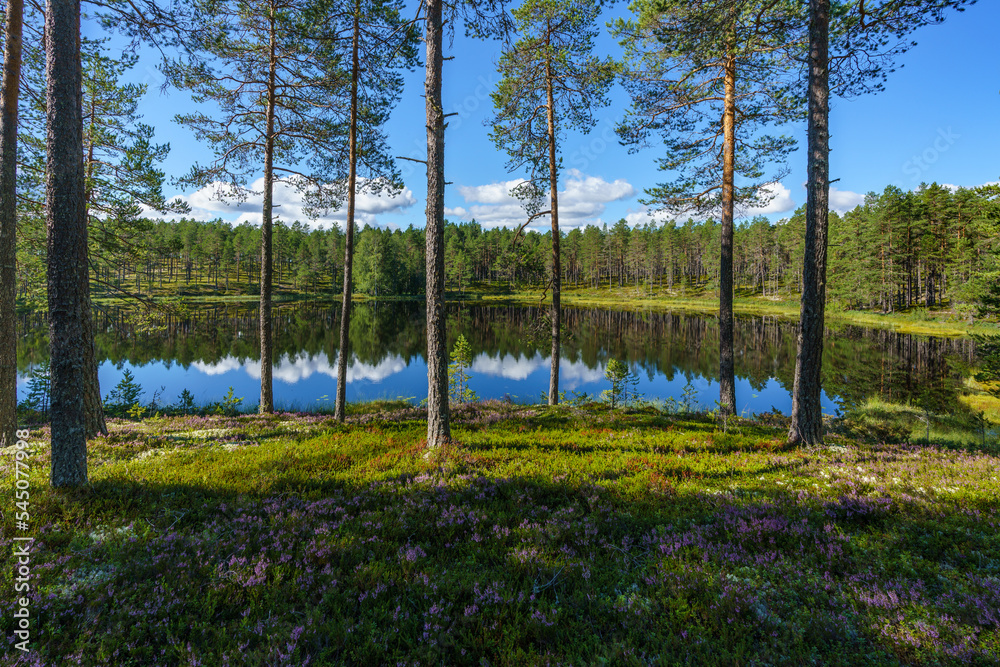 Obraz premium Beautiful lakeside view from a sunny summer Sweden