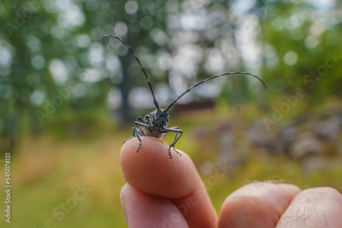 Large timber man beetle sitting on my finger