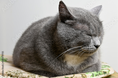 Beautiful gray cat sleeps on a chair 