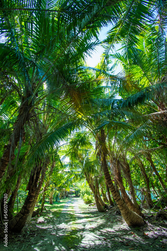 Small path  tropical forest  and coconuts tree tunnel  Kayangel island  Palau  Pacific