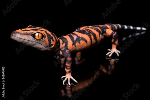 Goniurosaurus orientalis photo