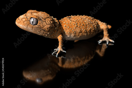 Nephrurus