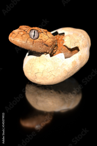 nephrurus hatching