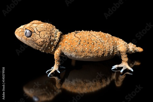 Nephrurus