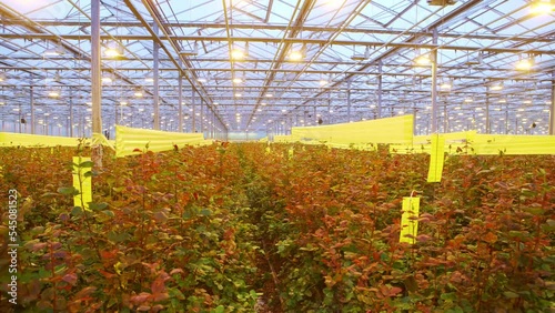 Production and cultivation flowers. Immense roses plantation.