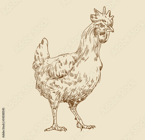 hand drawing assorted chickens vector illustration clip art