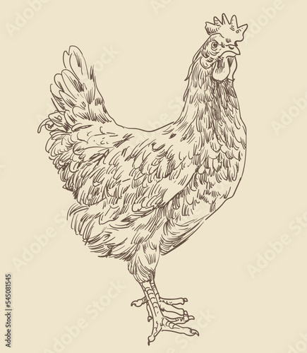 hand drawing assorted chickens vector illustration clip art