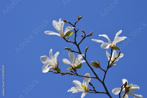 コブシの花 photo