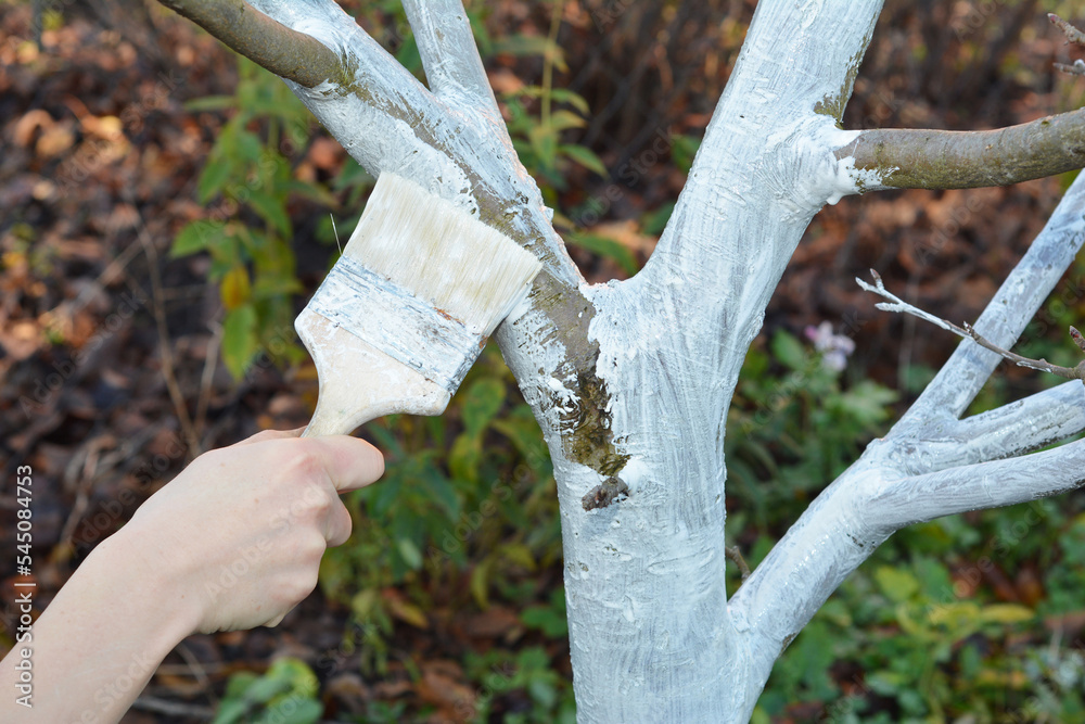Fototapeta premium Whitewashing apple tree in autumn. Gardener with paint brush whitewashing fruit tree trunks.