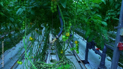 Organically grown tomatoes at the farm