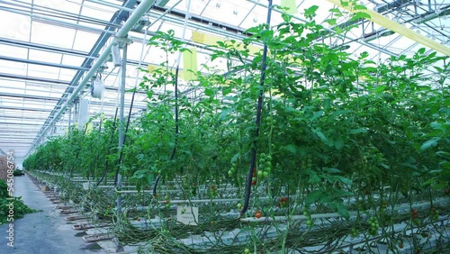 Organically grown tomatoes at the farm