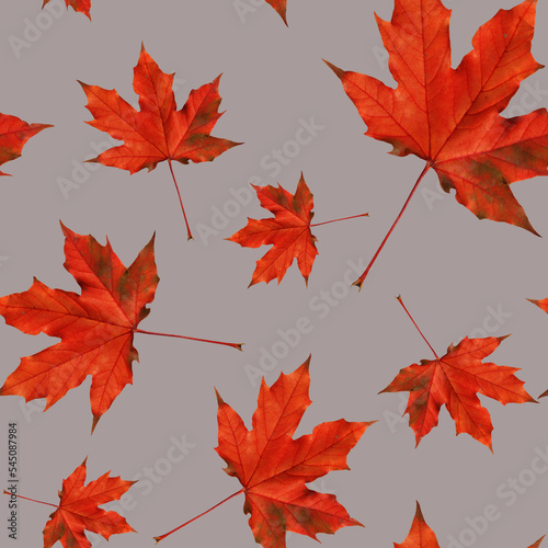 Autumn leaf. Seamless pattern of autumn red maple leaves on a grey background...