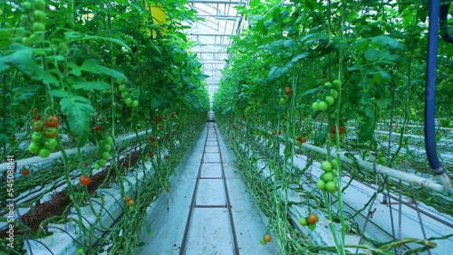 Organically grown tomatoes at the farm