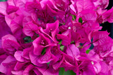 ピンク色の花　ブーゲンビリア