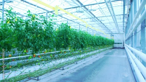 Organically grown tomatoes at the farm