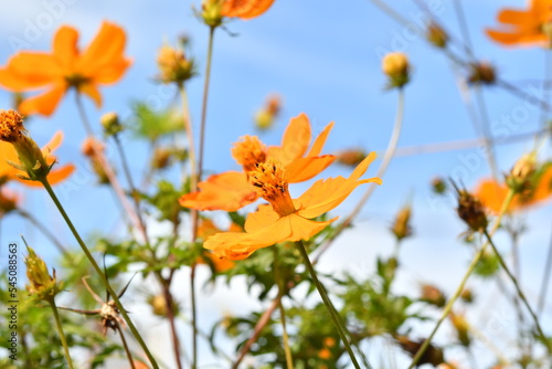 オレンジ色の花　コスモス © araho
