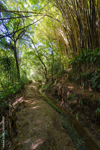 Footpath in the tropical forest jungle with bamboos and tropial trees.