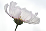 白色の花びら　コスモス