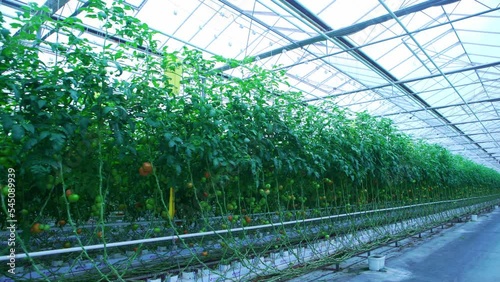 Organically grown tomatoes at the farm