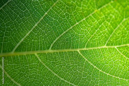 Translucent green leaf back lit by bright springtime sun revealing fine cellular structures and veins. Macro close up of surface in shades of green. Organic background as symbol for life.