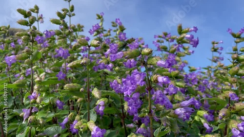 Beautiful Maruadona (Strobilanthes Callosa) Blossoming At The Kalsubai Harishchandragad Wildlife Sanctuary In Maharashtra, India. closeup photo
