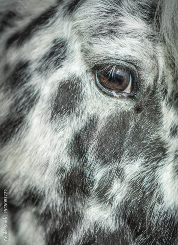 Black and white horse close up portrait 