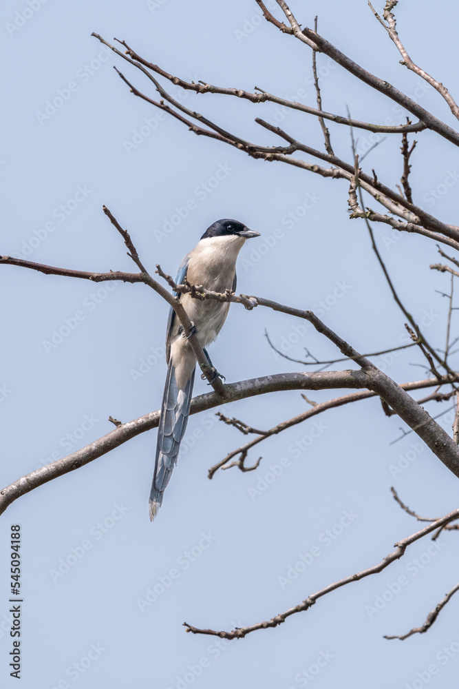 Close-up of a sitting, beautiful azure winged magpie Close-up of a sitting, beautiful azure winged magpie