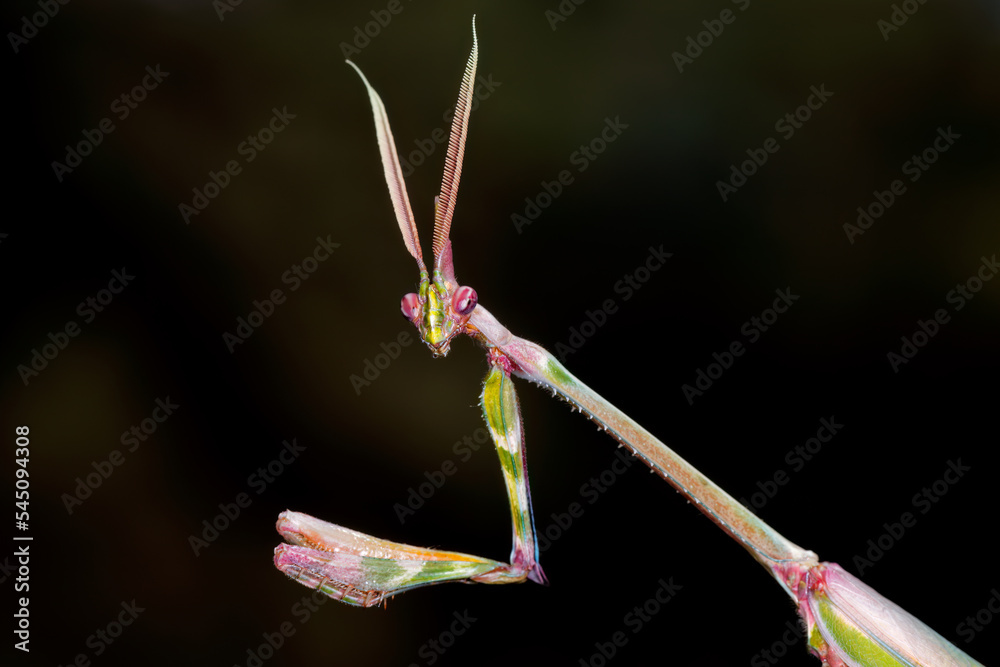 Close-up portrait of a cone-headed mantid on black, South Africa. Close-up portrait of a cone-headed mantid on black, South Africa.