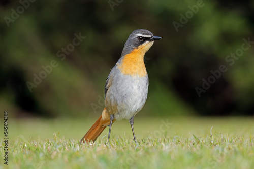 A colorful Cape robin-chat (Cossypha caffra) perched on the ground, South Africa.