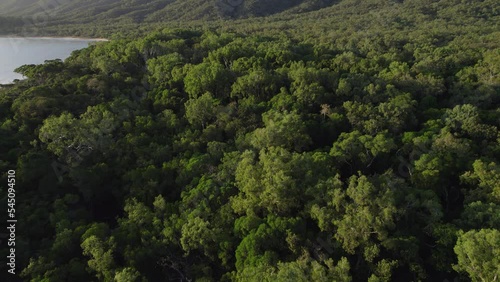 Dense Tropical Vegetation At Wangetti Beach In North Queensland, Australia - aerial drone shot photo