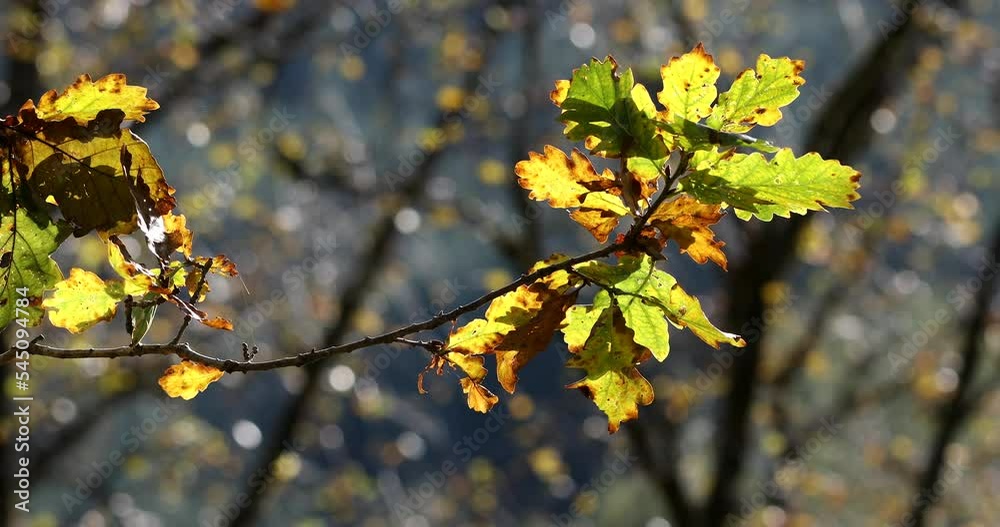 oak leaves on branch, autumn colours, temperate rainforest, Ariundle, Highlands, Scotland