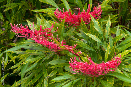 Sydney Australia, flowering dorrigo waratah tree native to NSW and Queensland photo
