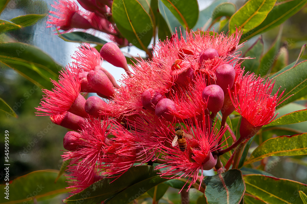 Sydney Australia, pink flowers of a corymbia ficifolia 'Calypso' tree Sydney Australia, pink flowers of a corymbia ficifolia 'Calypso' tree