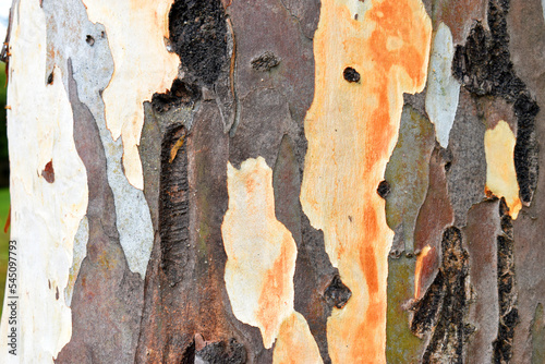 Trunk bark of a Eucalyptus spp.