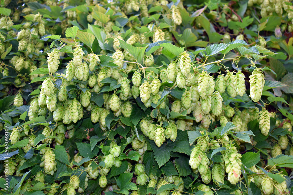 Fruits of hops (Humulus lupulus), a plant used in the manufacture of beer