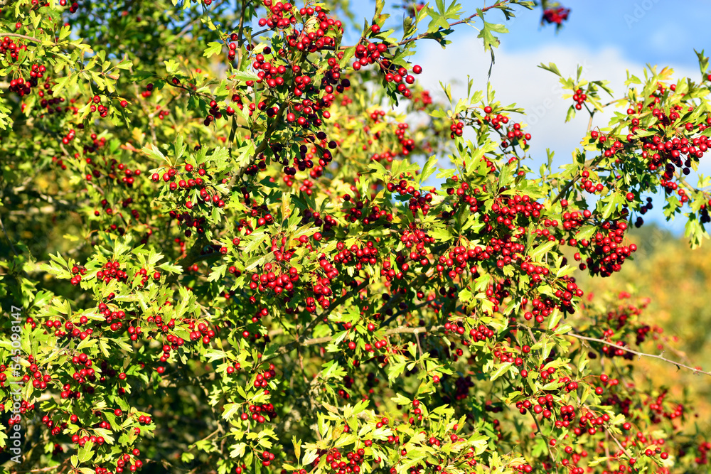 Fruits of the hawthorn (Crataegus monogyna) at the beginning of autumn