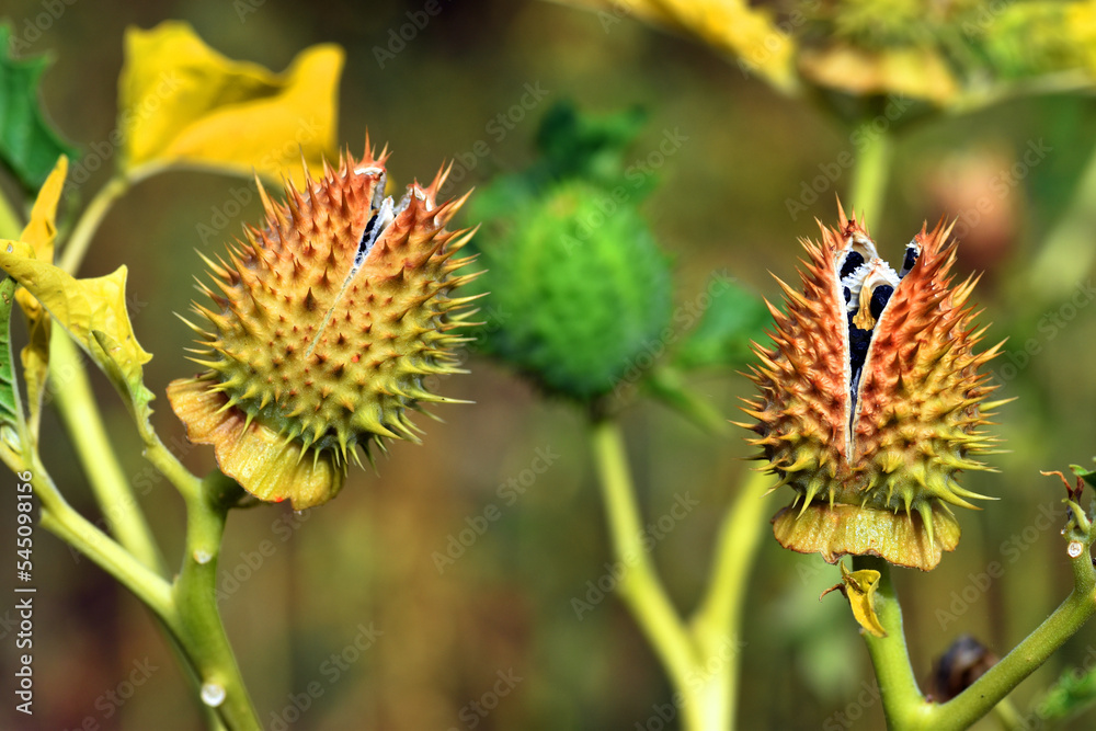 Fruit and seeds of the jimson weed (Datura stramonium), a toxic and hallucinogenic plant Fruit and seeds of the jimson weed (Datura stramonium), a toxic and hallucinogenic plant