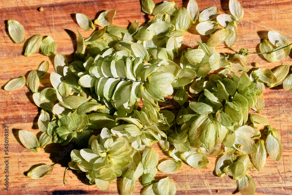 Obraz premium Fruits of hops (Humulus lupulus), a plant used in the manufacture of beer
