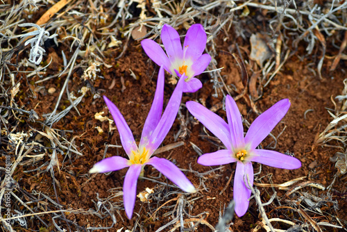 Colchicum montanum (or Merendera montana)  flowers in the summer photo