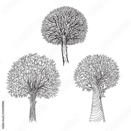 Fototapeta Naklejka Na Ścianę i Meble -  Set of trees silhouettes