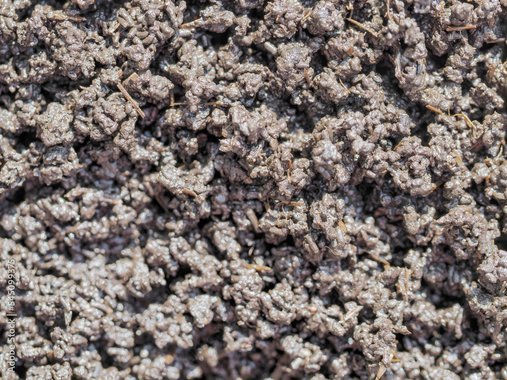 Bio humus texture earth. Composting waste worms Bio humus texture earth. Composting waste worms