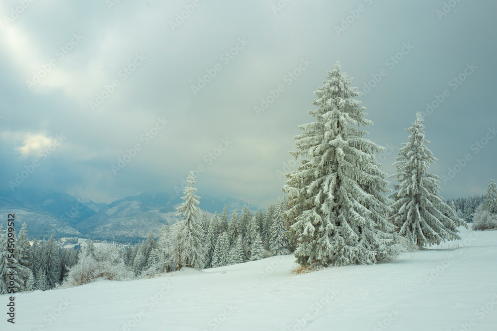 snow-covered forest on top of Tatra mountain Poland